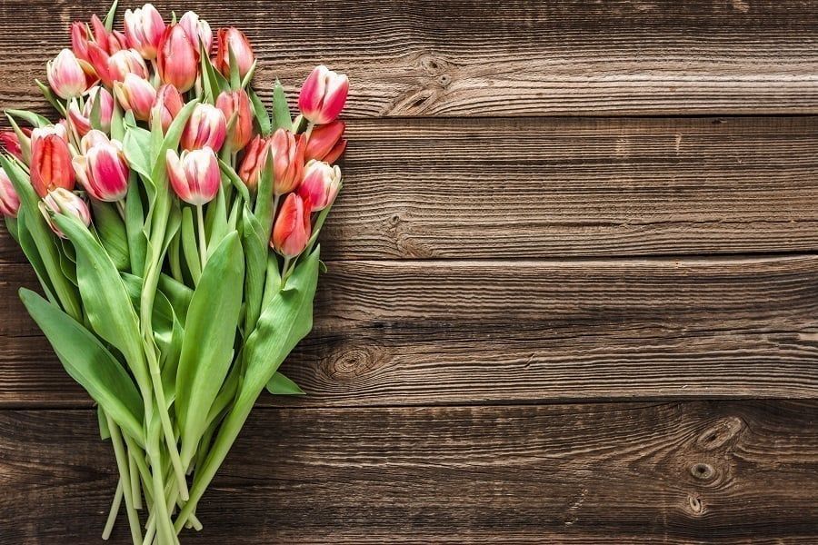 Tulpen als Vorlage für Geldgeschenk