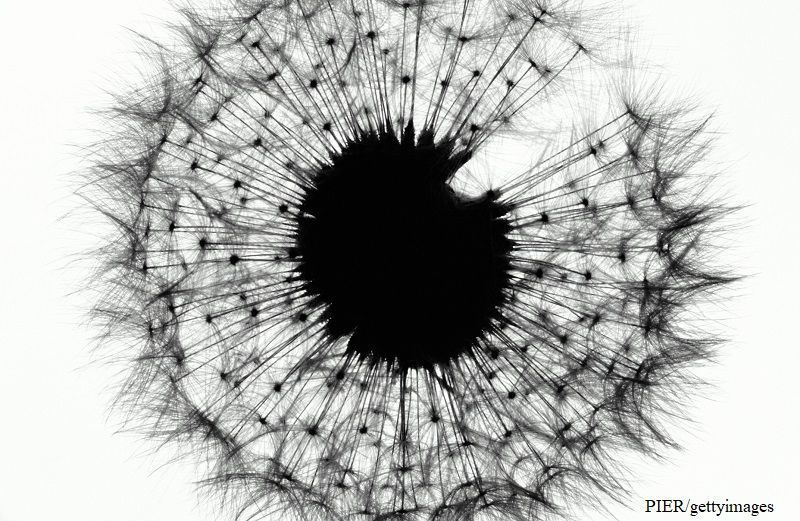 Schwarzweiß Foto Pusteblume 